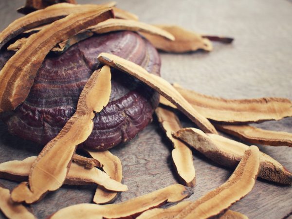 Ganoderma: ¿Cuál es el mejor del 2023?